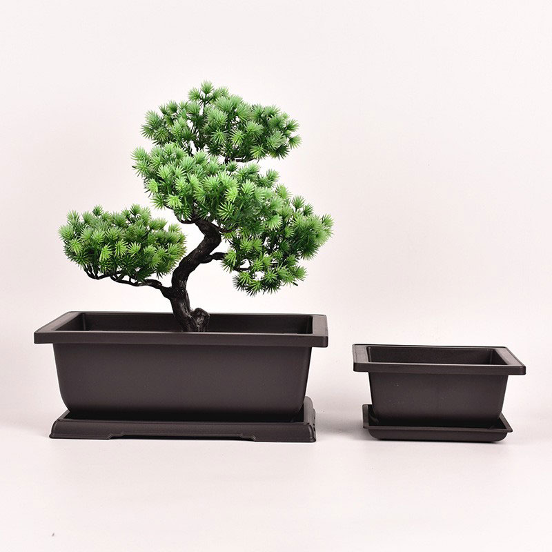 Parihaba na Bonsai Pot